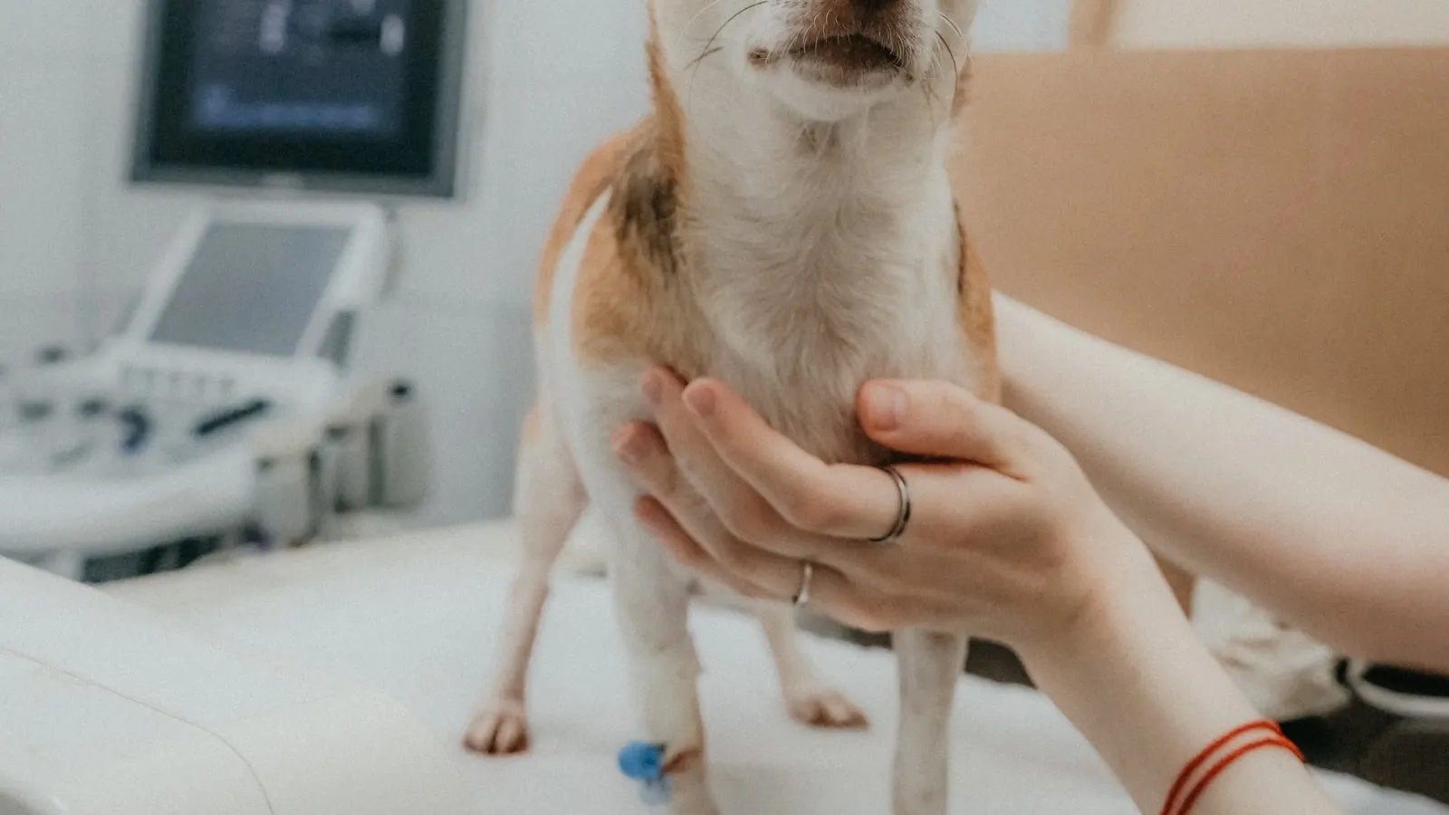 Veterinaria revisando a un perro en consulta
