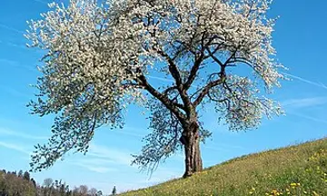 Foto de Primavera
